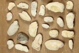 Clearance Lot: Cretaceous Fish Coprolites (Fossil Poop) - Kansas #255967-1